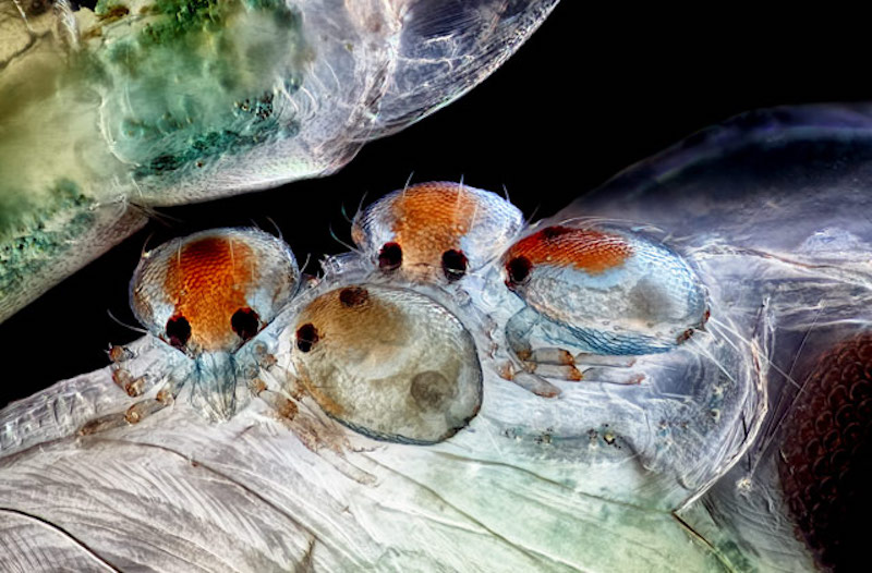 Illustration for article titled Pequeños monstruos que viven con nosotros: las mejores microfotografías del año